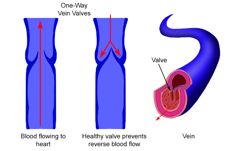 Blood flow through vein and valves, and cross section of a vein showing the valve inside